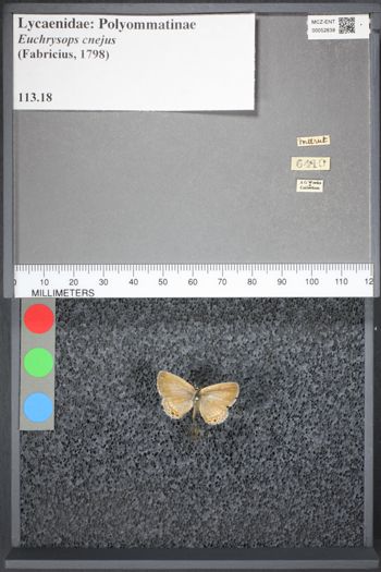 Media type: image;   Entomology 52639